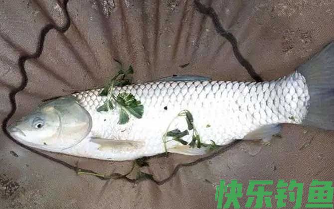 草鱼不开口有什么办法？(图1)