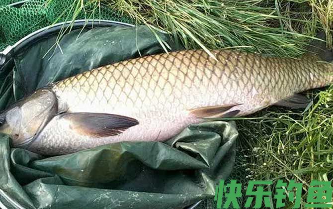 草鱼不开口有什么办法？(图3)