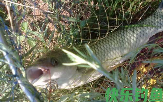 草鱼不开口有什么办法？(图5)