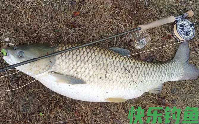 夏季钓青鱼技巧大全(图2)
