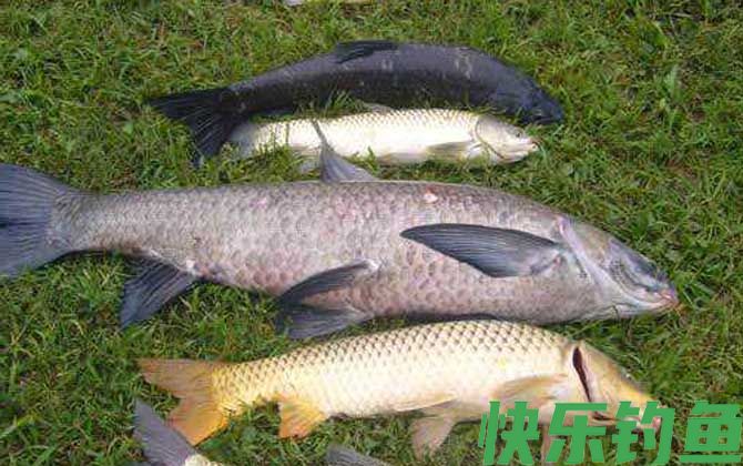 夏季钓青鱼技巧大全(图4)