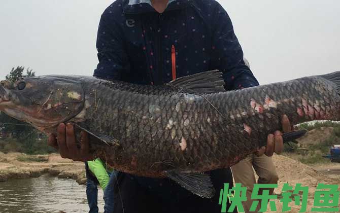夏季钓青鱼技巧大全(图3)