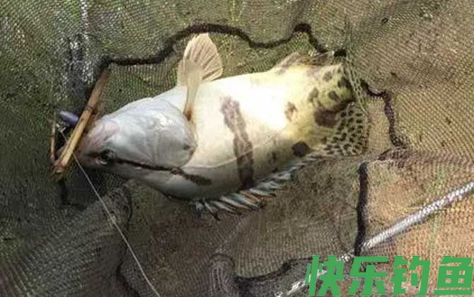 怎么判断河里有鳜鱼？(图1)