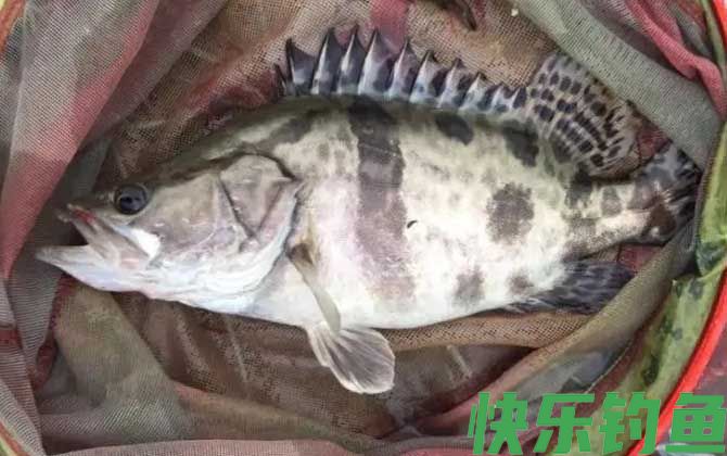 怎么判断河里有鳜鱼？(图4)