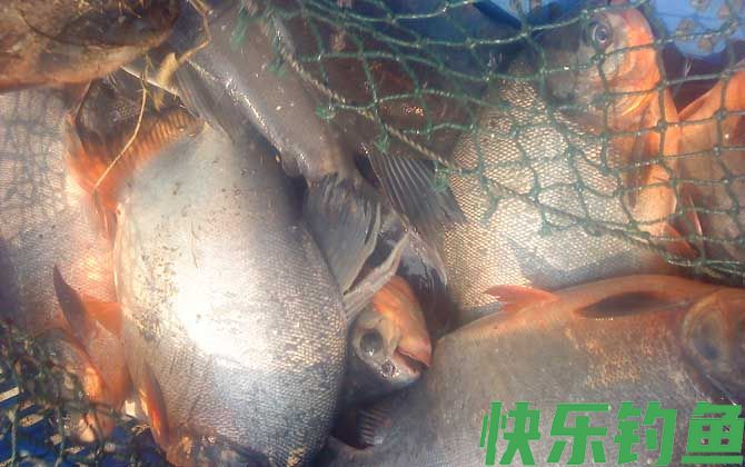钓鲳鱼的最佳时间(图1)
