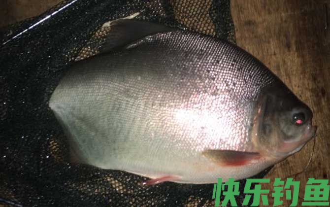 钓鲳鱼的最佳时间(图2)