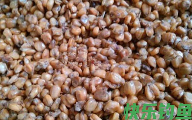 玉米钓鱼多久换一次饵？(图4)