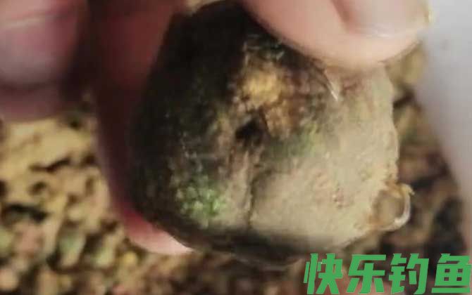 爆炸钩钓草鱼线组搭配及饵料配方(图4)