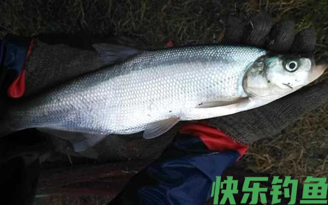 路亚翘嘴技巧和方法全攻略(图2)