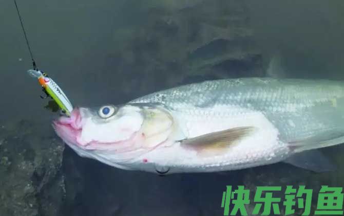路亚翘嘴技巧和方法全攻略(图5)