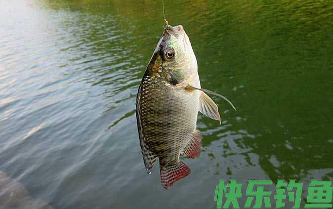 钓罗非鱼调几钓几比较好？(图4)