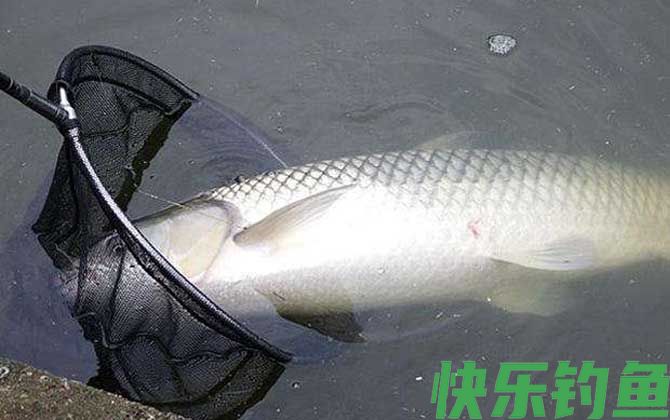 手竿水库钓草鱼技巧和方法(图2)