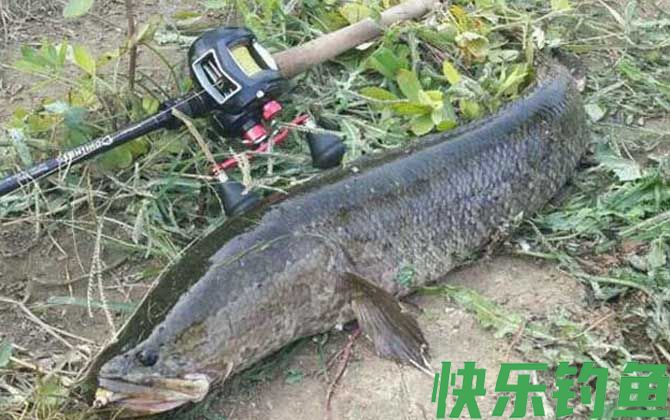 路亚钓鱼入门教程及技巧