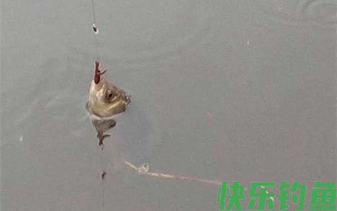 蚯蚓钓鱼要经常换吗？(图3)