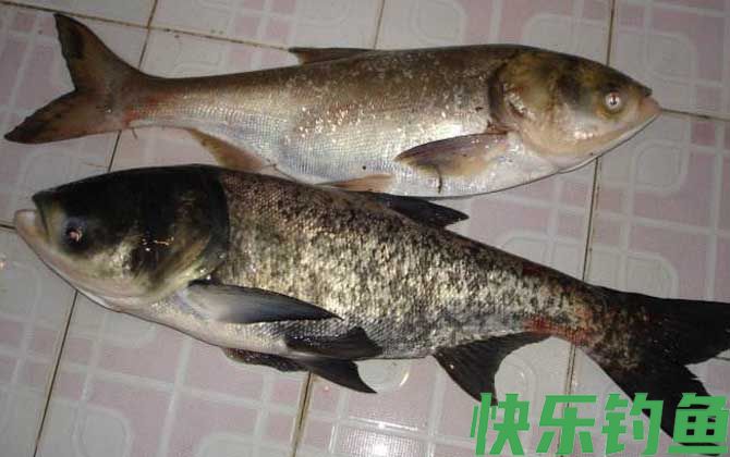 最厉害的钓鲢鳙鱼方法(图4)