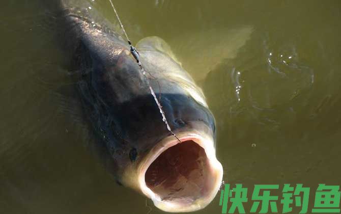 最厉害的钓鲢鳙鱼方法(图6)