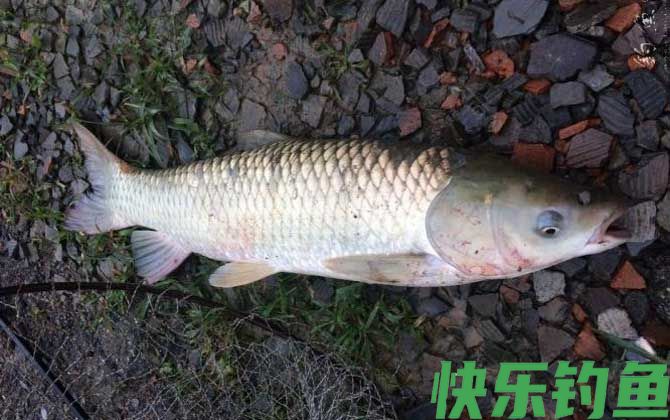 草鱼钓浮钓多深比较好？(图1)