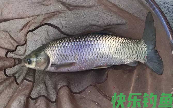 草鱼钓浮钓多深比较好？(图2)