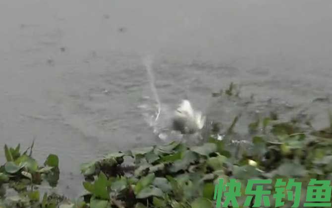 野钓小鱼闹窝怎么办？(图3)