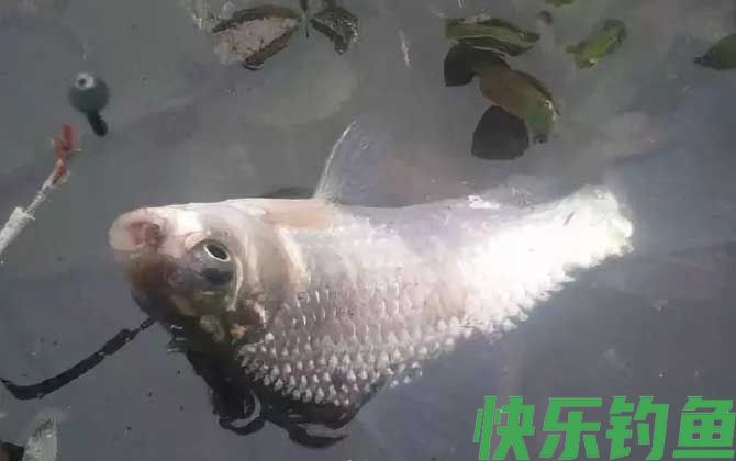 春季钓鱼用奶香还是腥香？(图1)