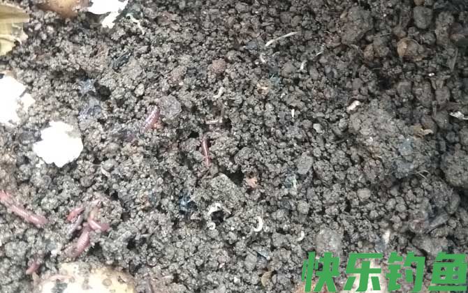 蚯蚓价格多少钱一斤？(图4)