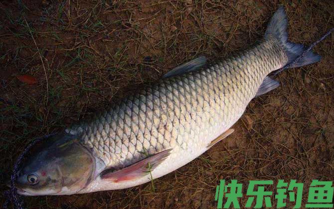 四季钓草鱼饵料配方大全(图4)