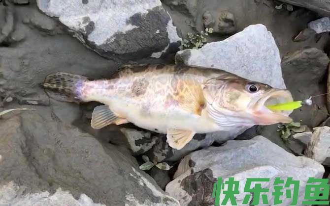 野钓鳜鱼用什么饵料最佳？(图1)