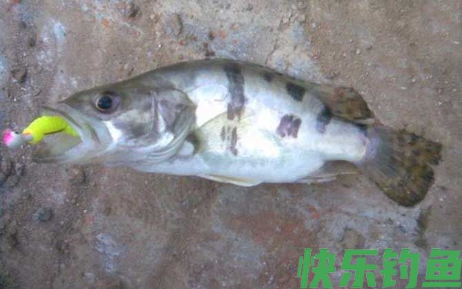 野钓鳜鱼用什么饵料最佳？(图4)