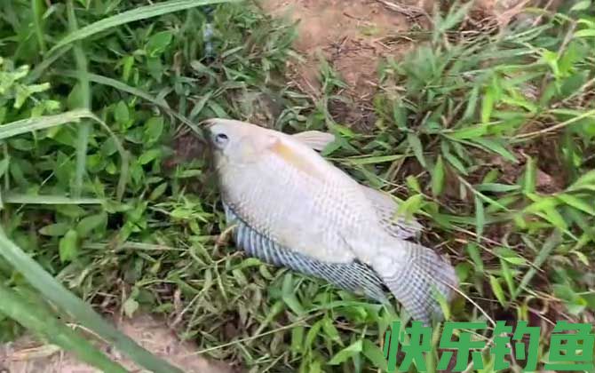 果香味的饵料钓什么鱼？(图5)