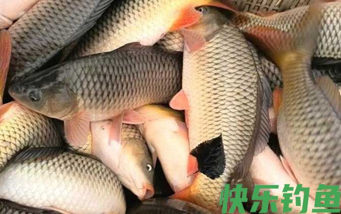 钓鲤鱼打窝料配方大全(图5)