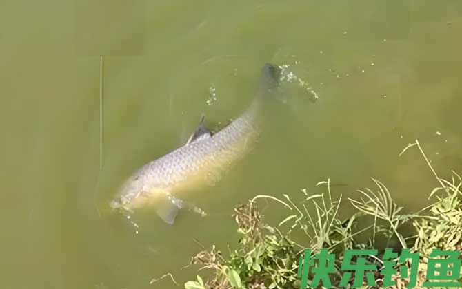 滑漂钓法用什么饵料好？(图3)
