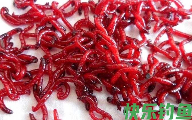 红虫和红线虫有什么区别？(图3)
