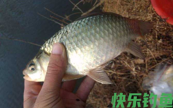 冬天钓鲫鱼用什么饵料最好？(图1)