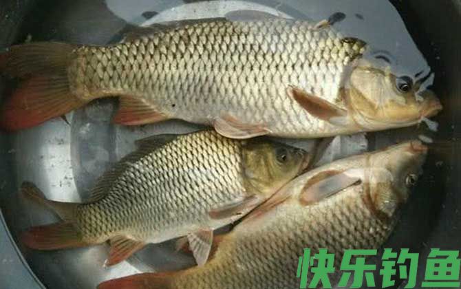 鲤鱼爱吃发酵的饵料吗？(图2)