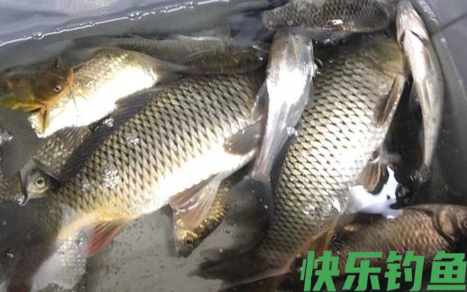 鲤鱼爱吃发酵的饵料吗？(图3)