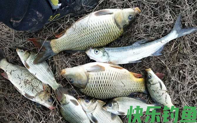 鲤鱼爱吃发酵的饵料吗？(图4)
