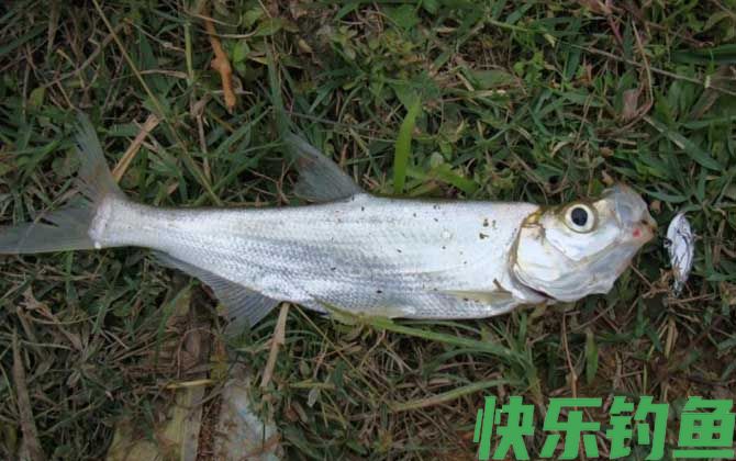 路亚钓鱼入门教程及技巧(图2)