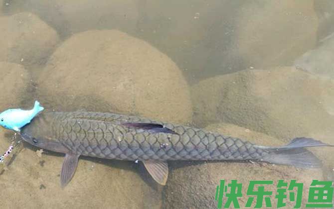 路亚在普通河里怎么钓？(图2)