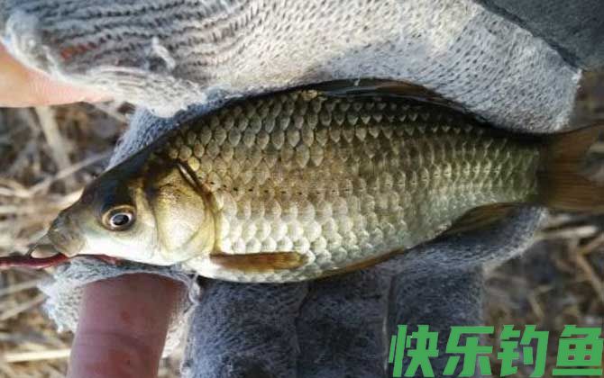 钓鲫鱼技巧及注意事项(图3)