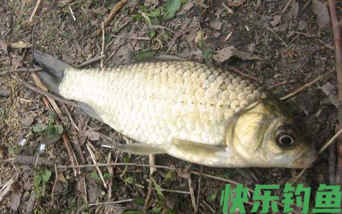 钓鲫鱼技巧及注意事项(图8)