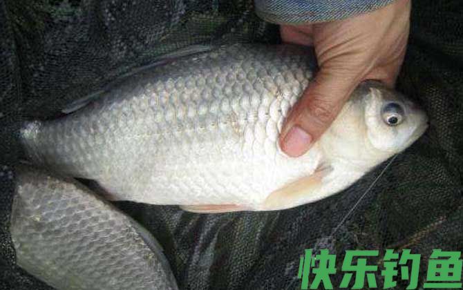 钓鲫鱼技巧及注意事项(图7)