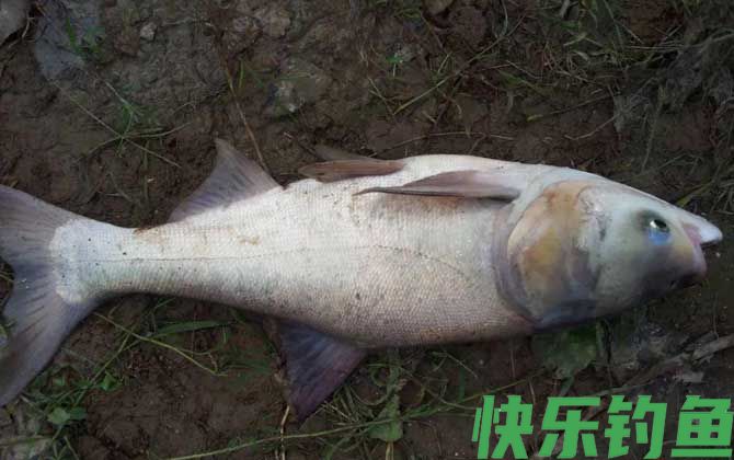 钓鲢鳙黑漂打不到是什么原因？(图2)