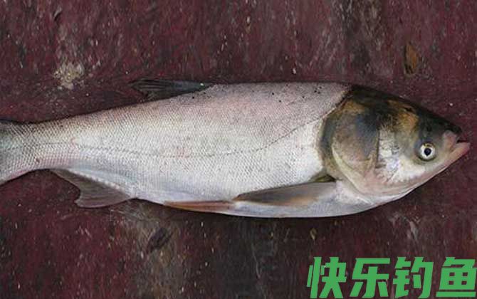 钓鲢鳙黑漂打不到是什么原因？(图4)