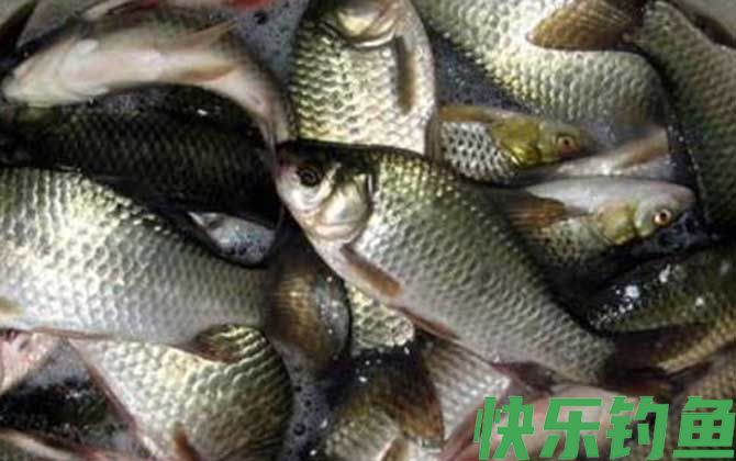 水库钓鲫鱼钓多深水合适？(图4)