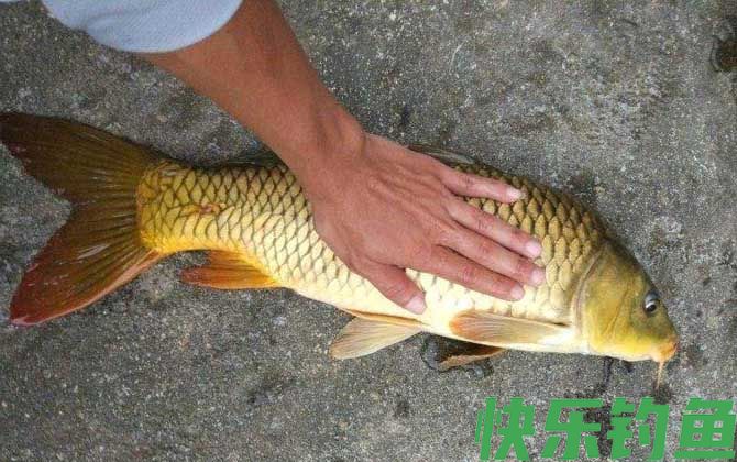 水库钓鲤鱼是钓底还是浮？(图3)