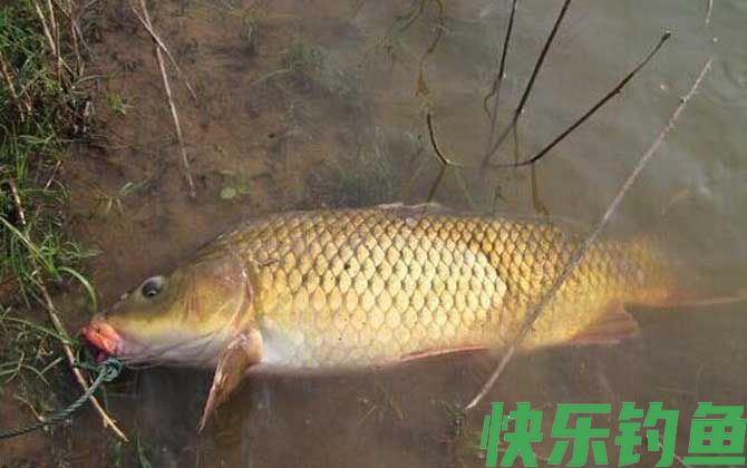 水库钓鲤鱼是钓底还是浮？(图4)