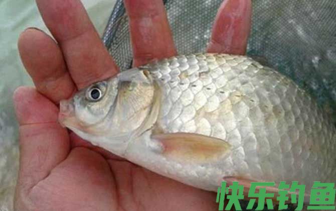 老三样主攻哪些鱼？