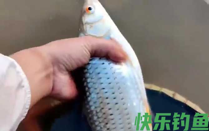 红眼鱼喜欢吃什么饵料？
