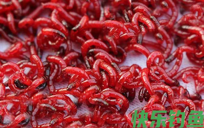 钓鲫鱼用蚯蚓好还是红虫好？
