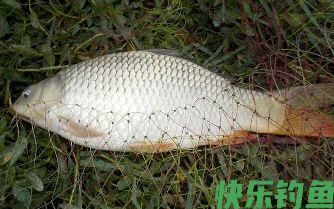 晚上野钓鲤鱼用什么饵料最好？